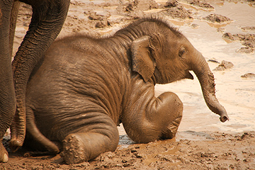 How much does a baby elephant weigh?