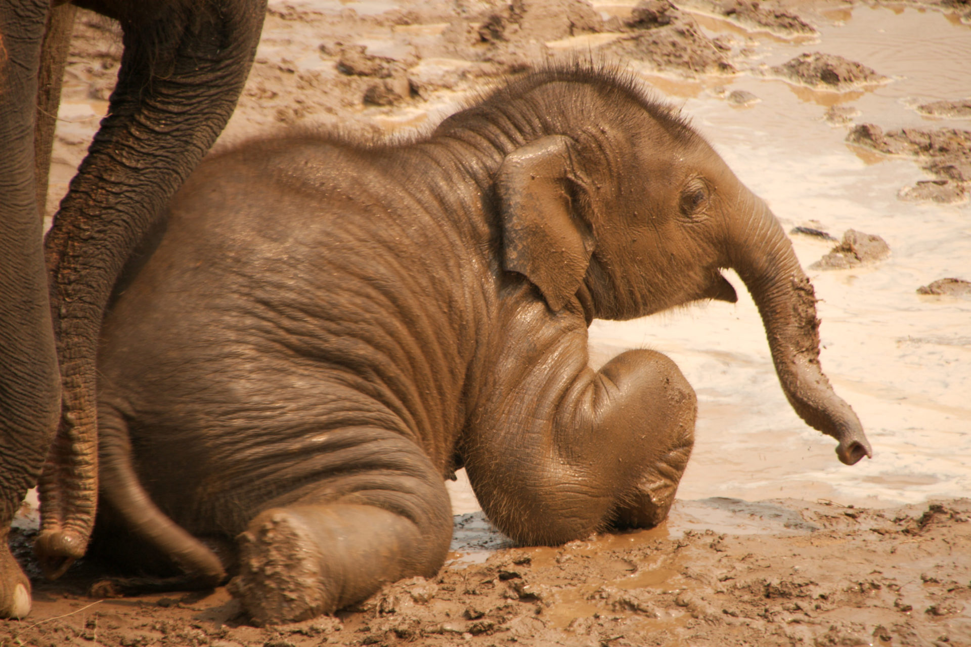 Asian Elephants Aware Of Themselves