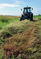 Switchgrass being harvested. (Department of Energy)