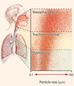 TNA45 - Schulman - lungs 260w