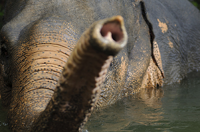 Elephants