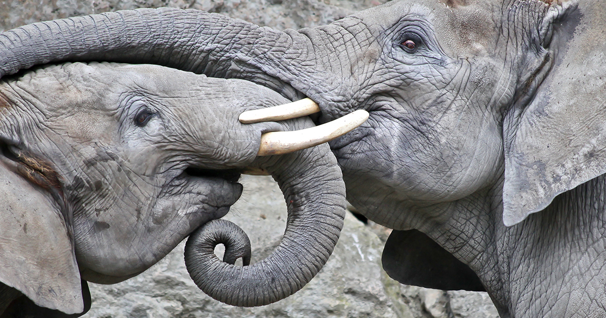 SCULPTURE COUPLE ELEPHANTS WEALTH STATUE FIGURINE WILD BARN DECOR EQUINE RANCH 