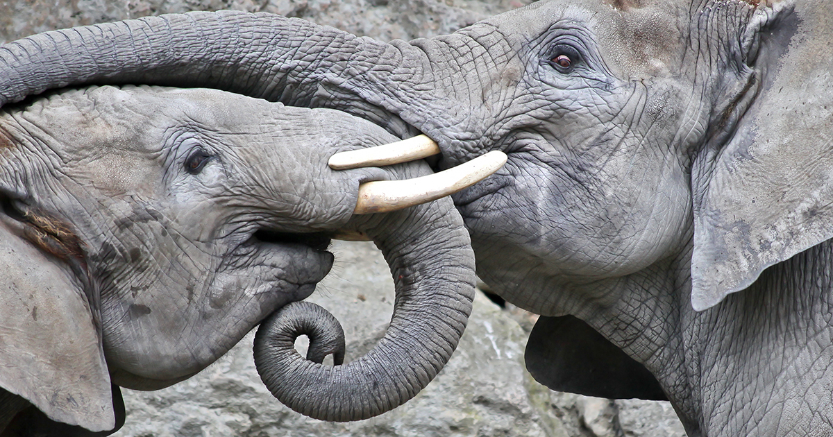 Thai baby elephant gets life-saving care after trap and shooting ordeal