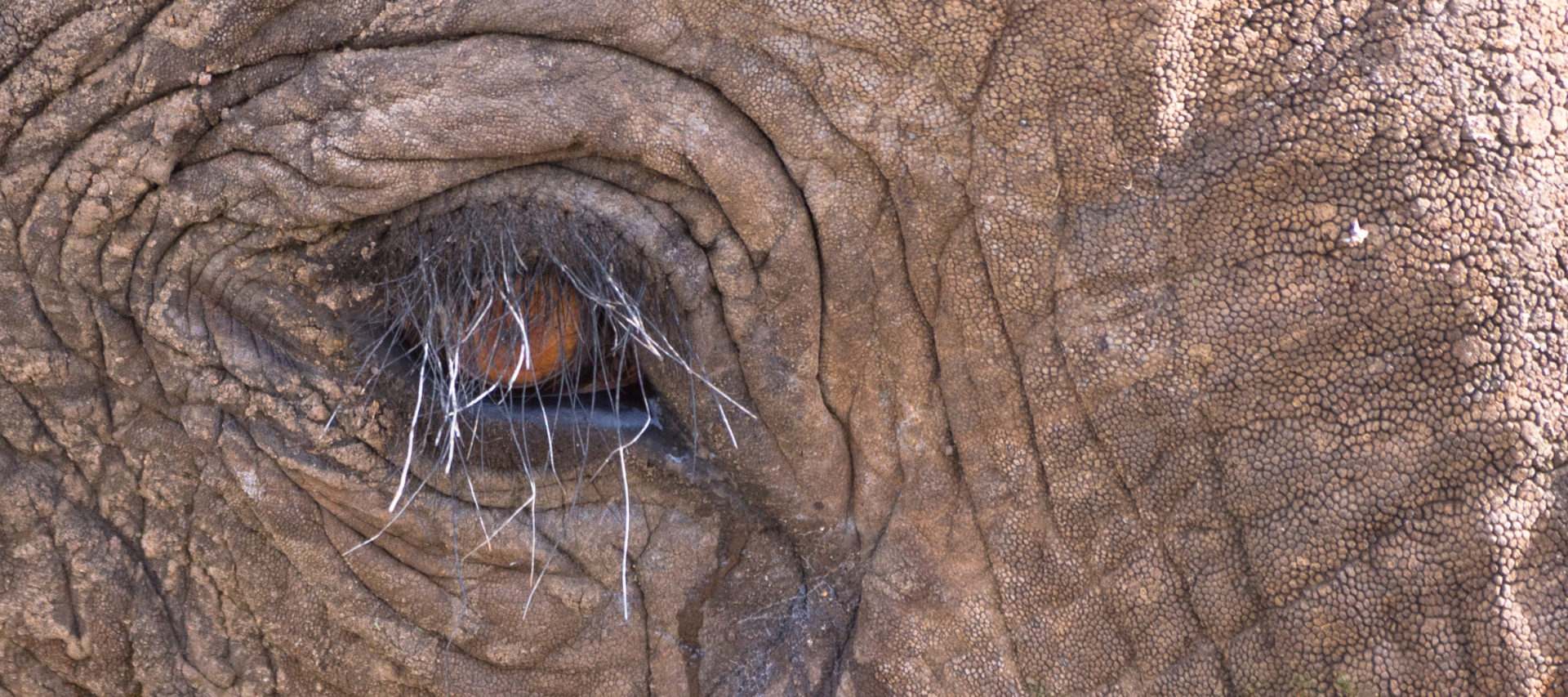 How did elephants evolve such a large brain? Climate change is part of the  answer