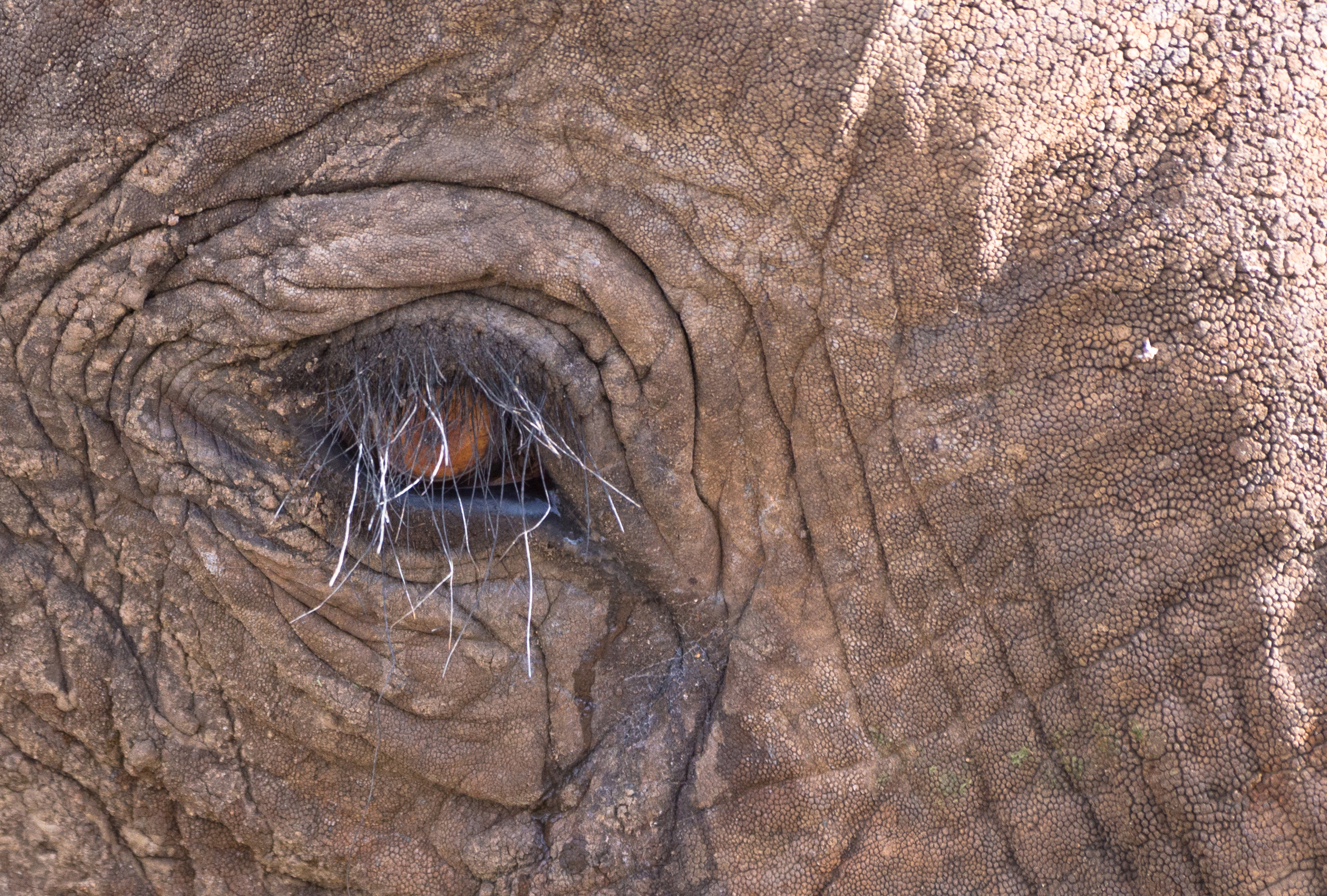 Asian Elephants Aware Of Themselves