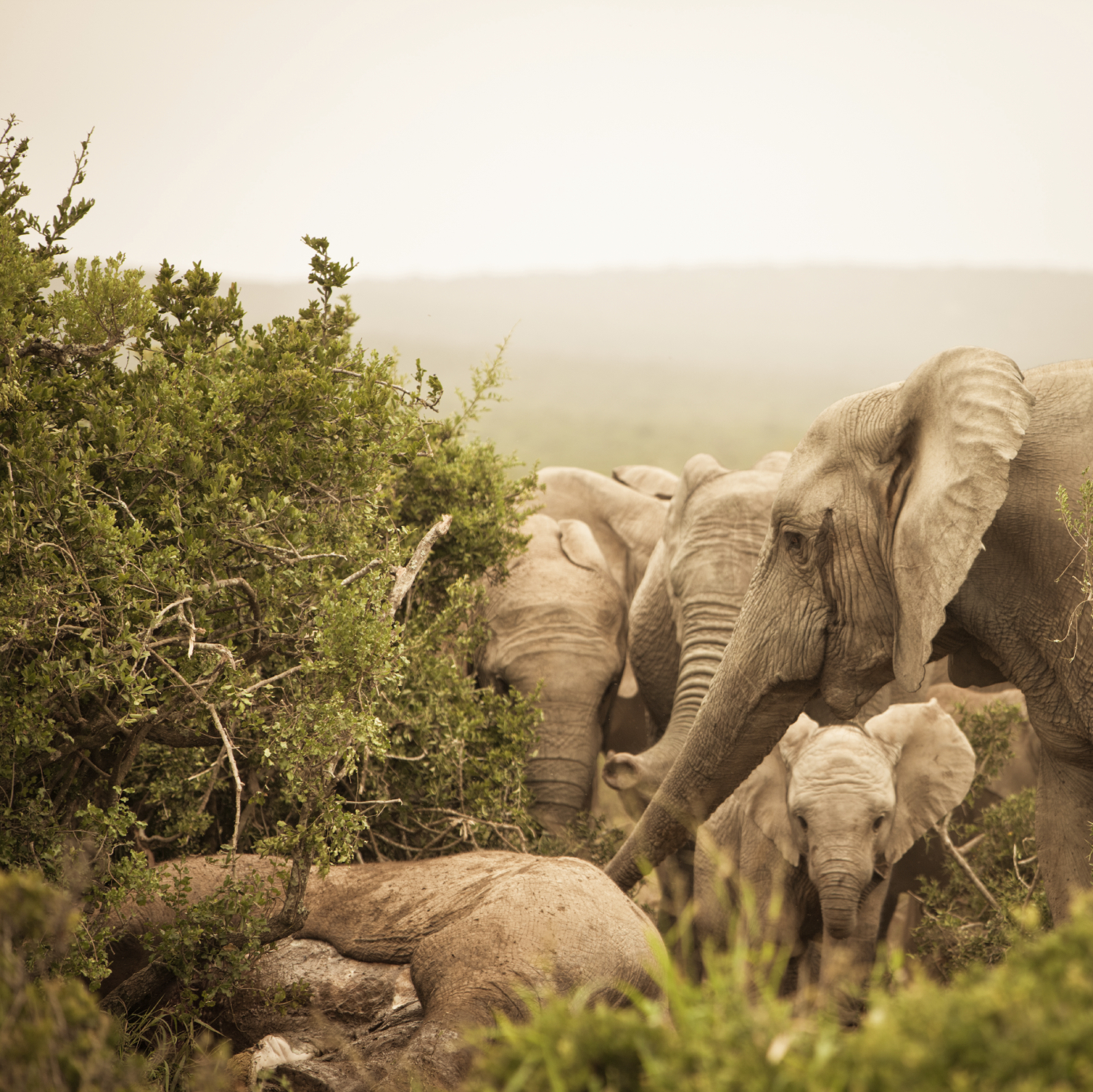 Do Elephants Have Souls?