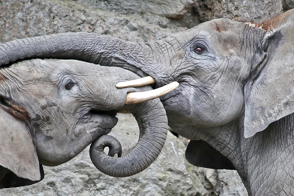 Did you know elephants have fingers? Only their fingers are on their face!  The elephant trunk is their upper lip and their nose combined