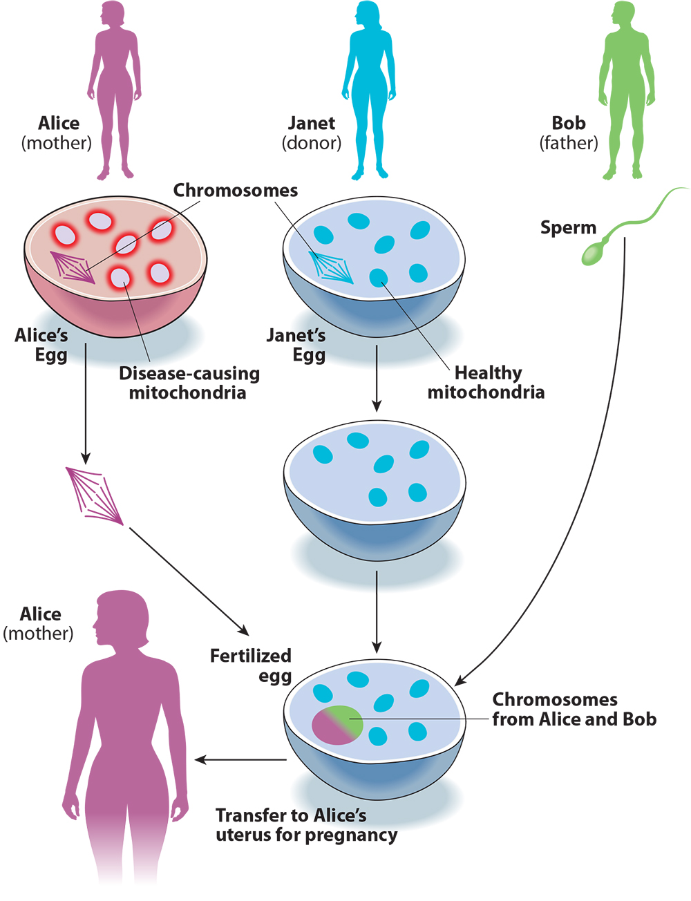 TNA59 - Foht - 3-parent IVF 1000w